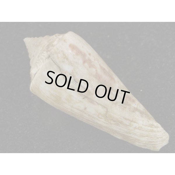 画像2: アコメイモ (2)