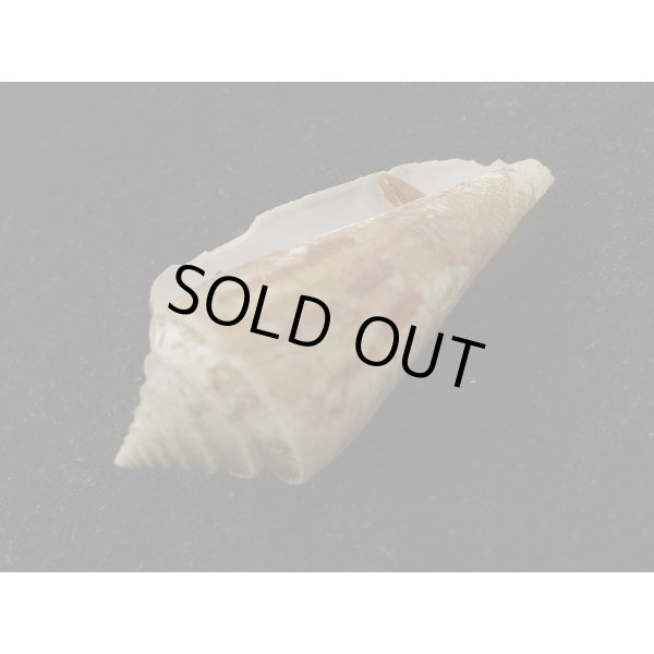 画像3: アコメイモ (3)