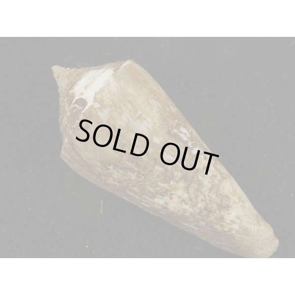 画像2: アコメイモ (2)