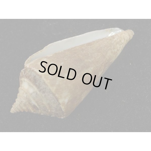 画像3: アコメイモ (3)