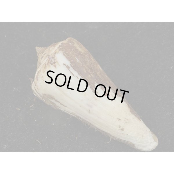 画像2: アコメイモ (2)