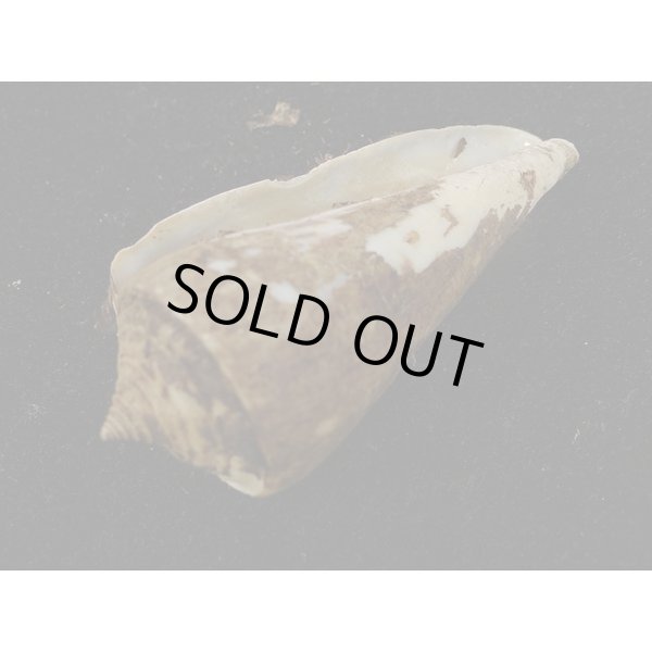 画像3: アコメイモ (3)