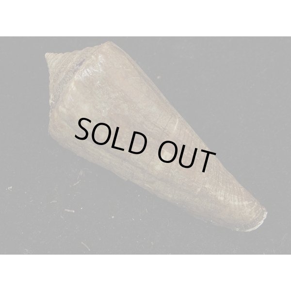 画像2: アコメイモ (2)