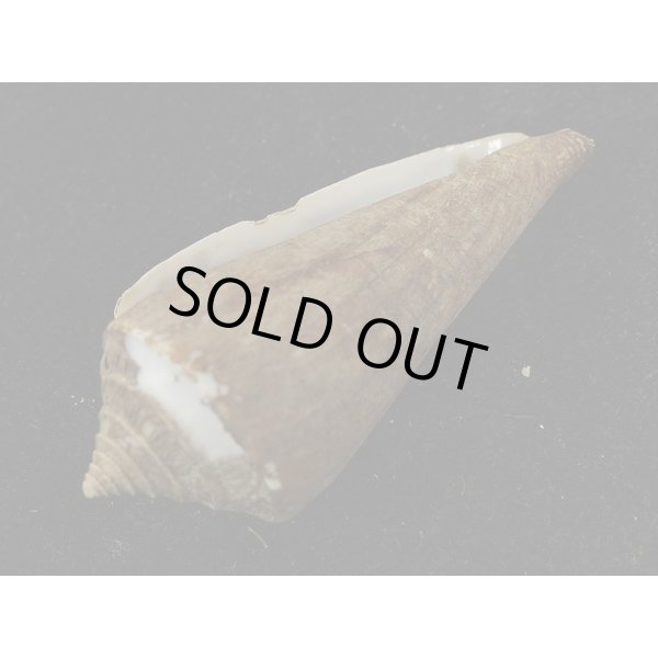 画像3: アコメイモ (3)