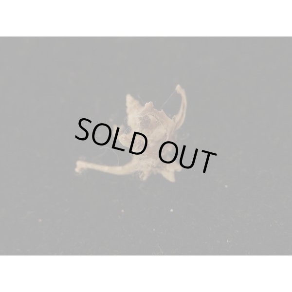 画像2: ツボミカセン(ヒメカセンの変異型) (2)