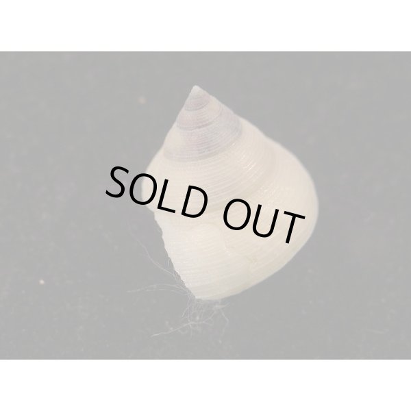 画像2: アコヤエビス (2)