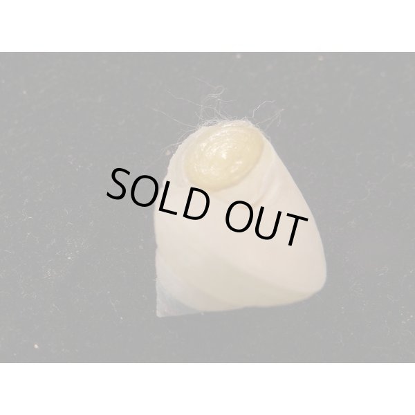 画像3: アコヤエビス (3)