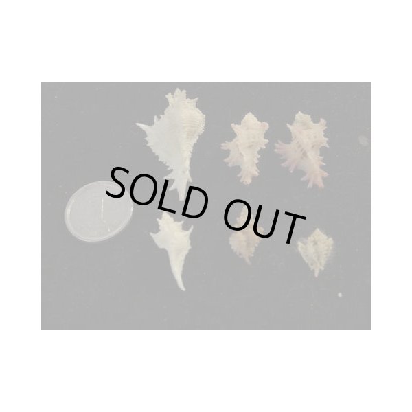 画像2: アクキ系 (2)