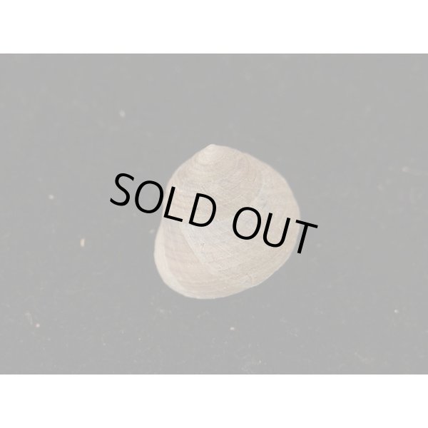 画像2: コシダカヘソワゴマ (2)