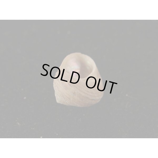 画像3: コシダカヘソワゴマ (3)