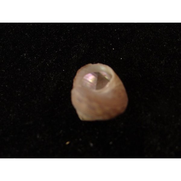 画像3: コシダカヘソワゴマ (3)