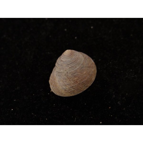 画像2: コシダカヘソワゴマ (2)