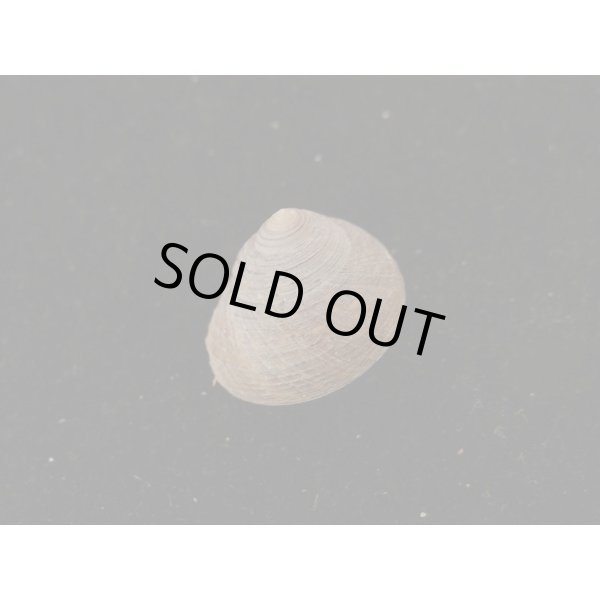 画像2: コシダカヘソワゴマ (2)