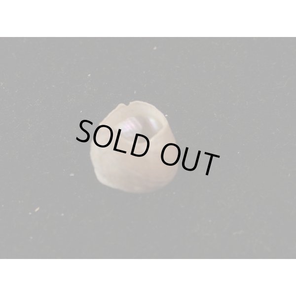 画像3: コシダカヘソワゴマ (3)