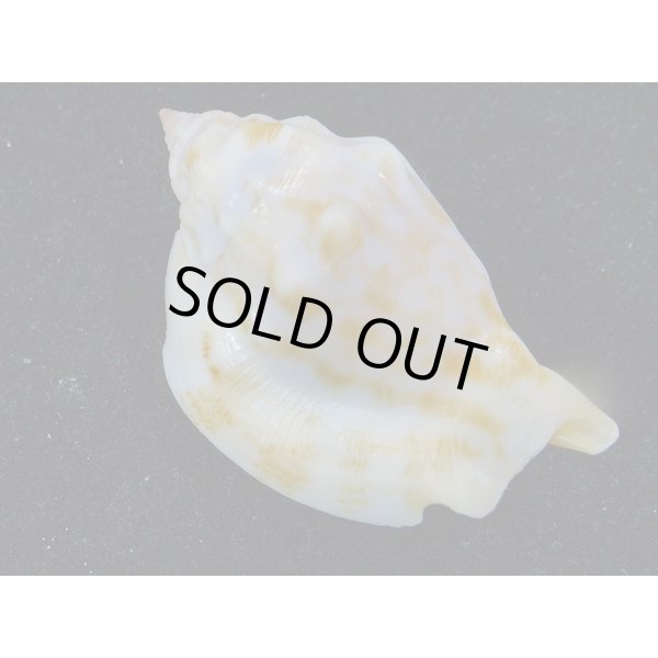 画像2: カネツケソデ (2)