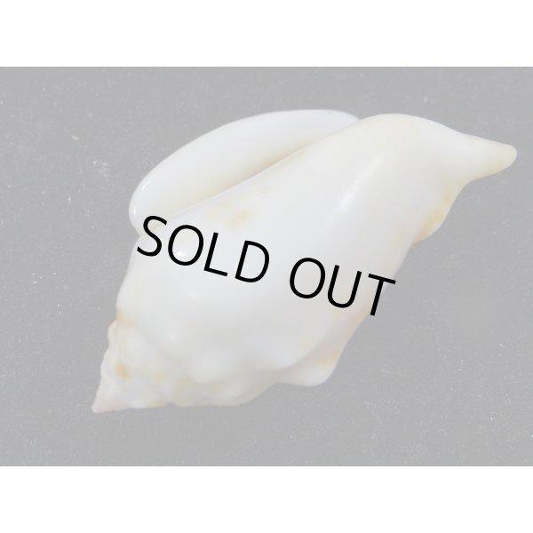 画像3: カネツケソデ (3)