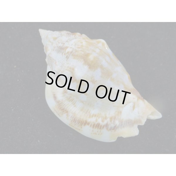 画像2: カネツケソデ (2)