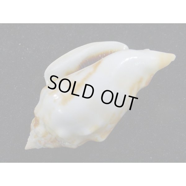 画像3: カネツケソデ (3)