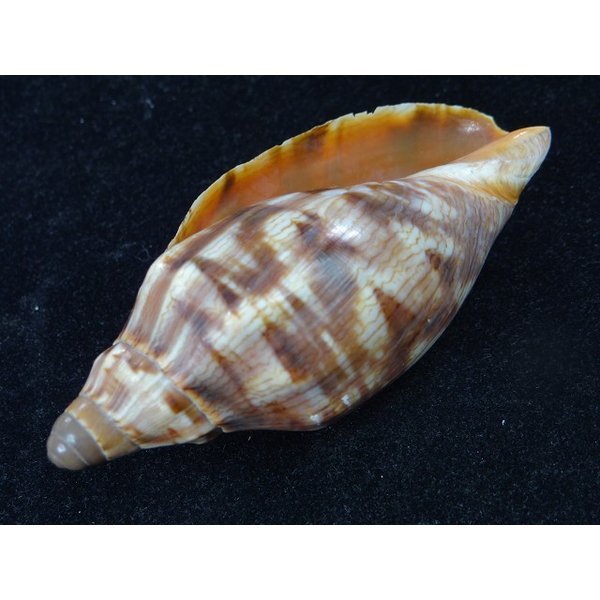 画像3: クレナイコオロギ　若貝だけど濃色　美品 (3)