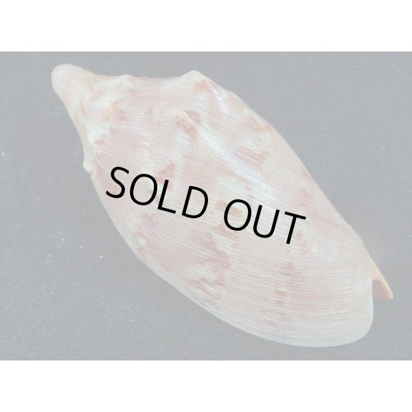 画像2: クレナイコオロギ 若貝だけど濃色 美品 (2)