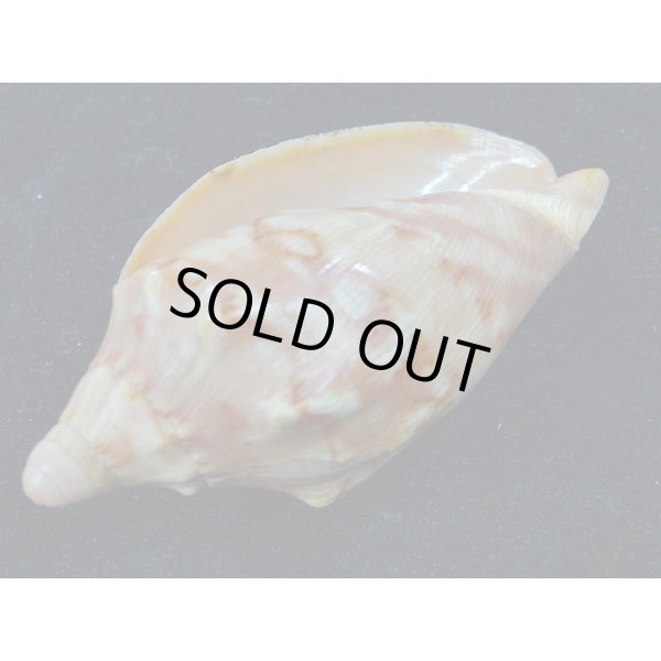 画像3: クレナイコオロギ 若貝だけど濃色 美品 (3)