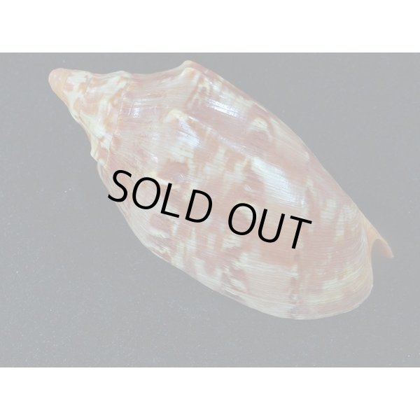 画像2: クレナイコオロギ 若貝だけど濃色 美品 (2)