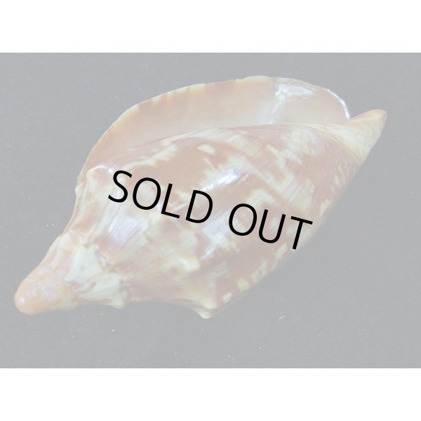 画像3: クレナイコオロギ 若貝だけど濃色 美品 (3)