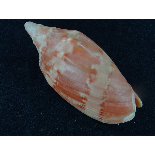 画像2: クレナイコオロギ (2)