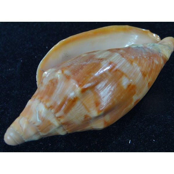 画像3: クレナイコオロギ (3)