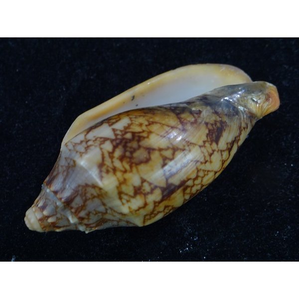 画像3: カスリトウコオロギ (3)