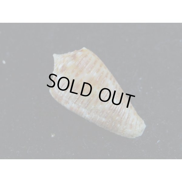 画像2: アザミイモ (2)