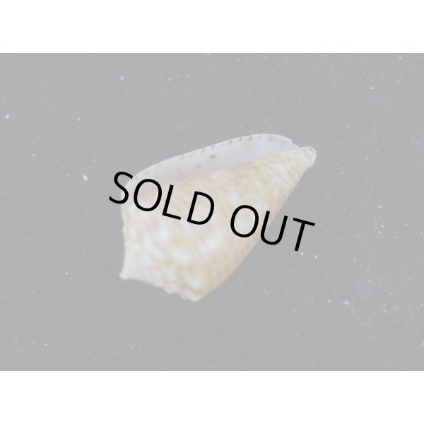 画像3: アザミイモ (3)