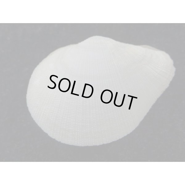 画像2: オナガギンスナゴ (2)