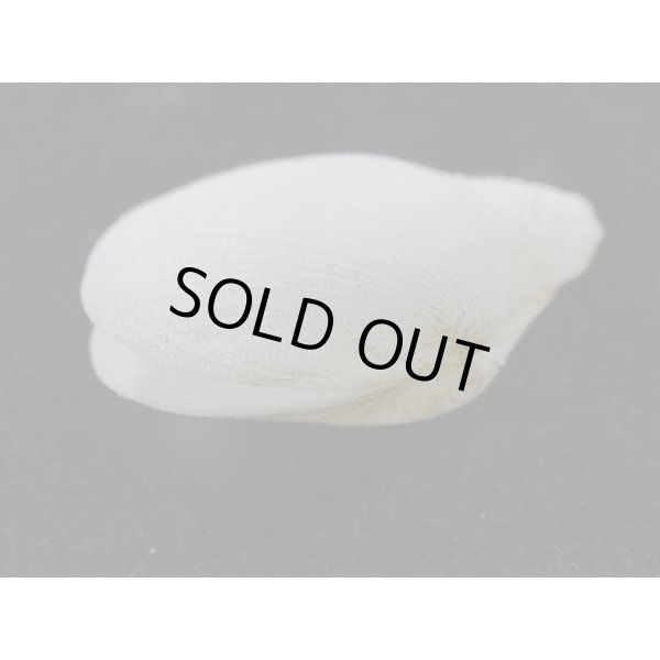 画像3: オナガギンスナゴ (3)