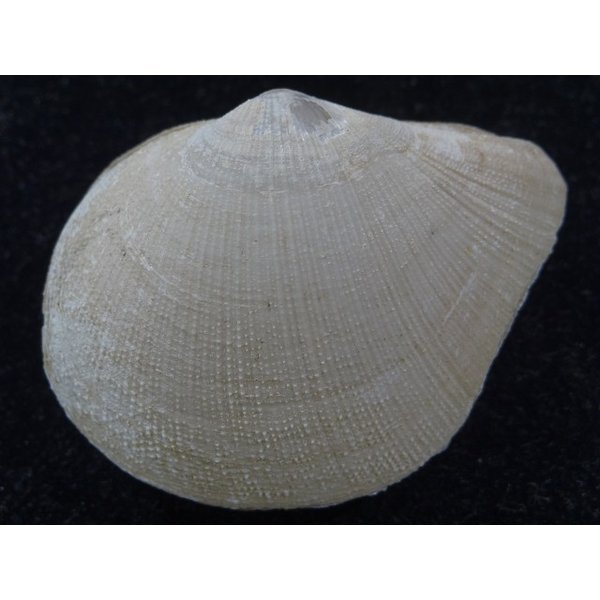 画像2: オナガギンスナゴ (2)