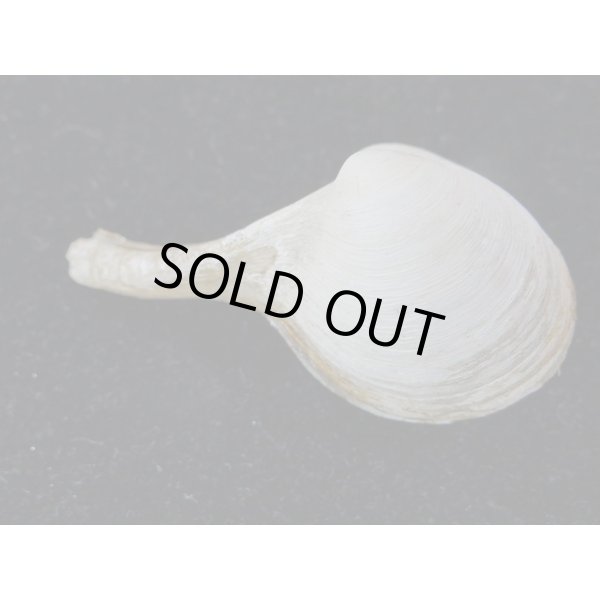 画像2: カワムラシャクシ (2)