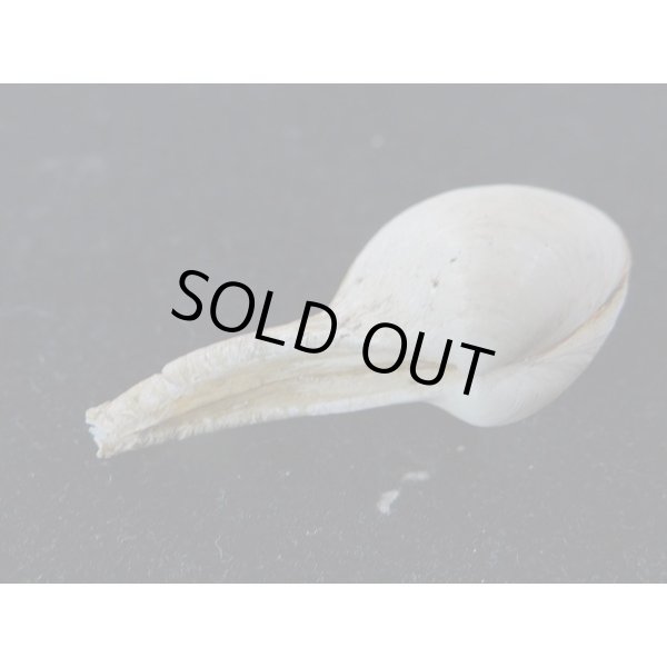 画像3: カワムラシャクシ (3)