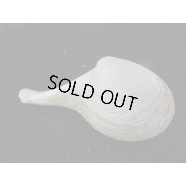 画像2: カワムラシャクシ (2)