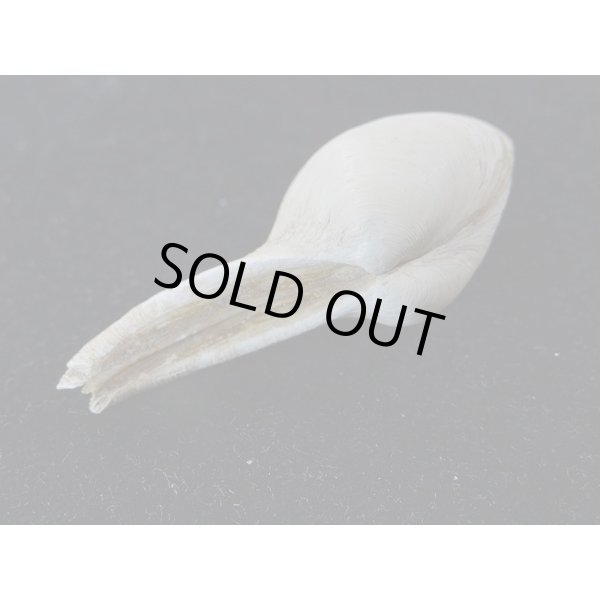 画像3: カワムラシャクシ (3)