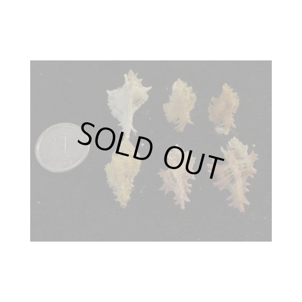 画像2: アクキ系 (2)