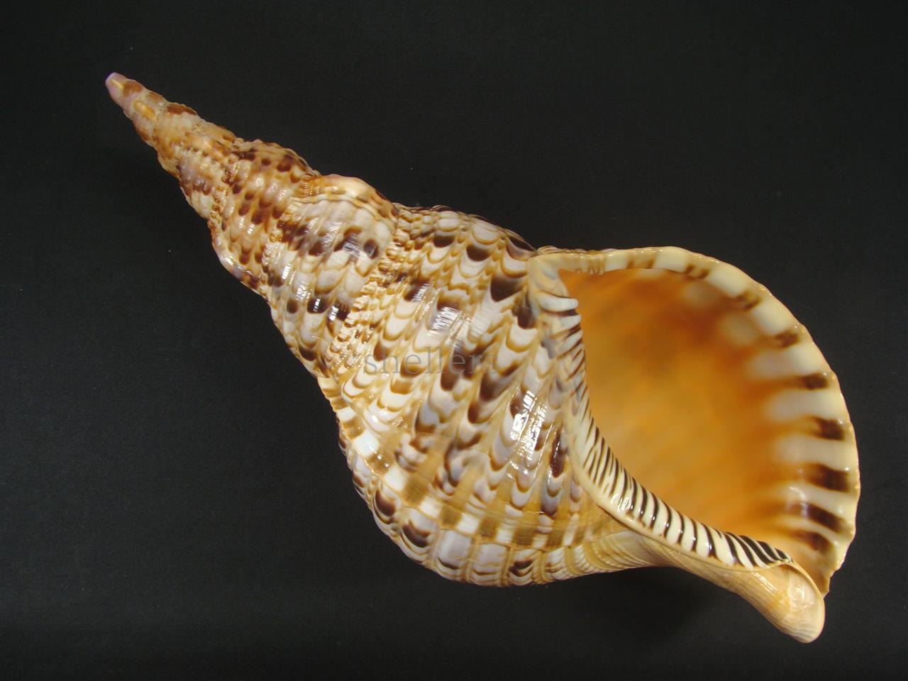 特大!!法螺貝 ほら貝 ホラ貝 39.5cm 修験道 山伏 密教 仏教 魔除 楽器 特大!!法螺貝 ほら貝 ホラ貝 39.5cm 修験道 山伏 密教 仏教 魔除 楽器