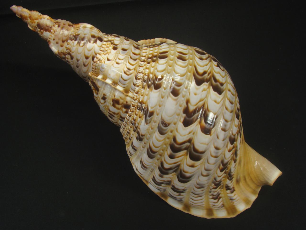 少し豊富な贈り物 法螺貝 35㎝ 貝袋付き 822g 28000円 和楽器