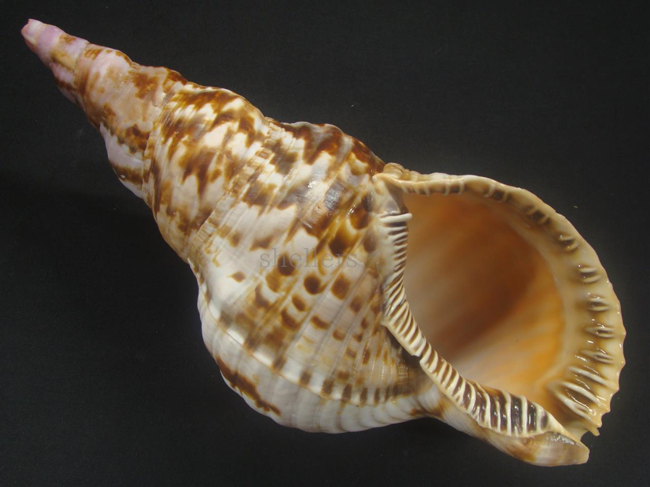 セイヨウホラガイ(カリブ海の法螺貝) - その他