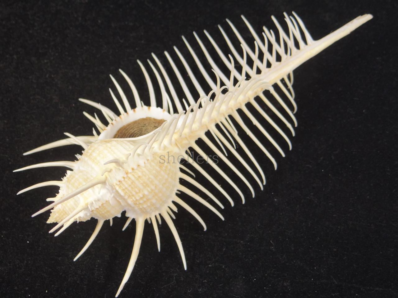 貝標本 70.7mm超特大 オオイトカケガイ - メルカリ