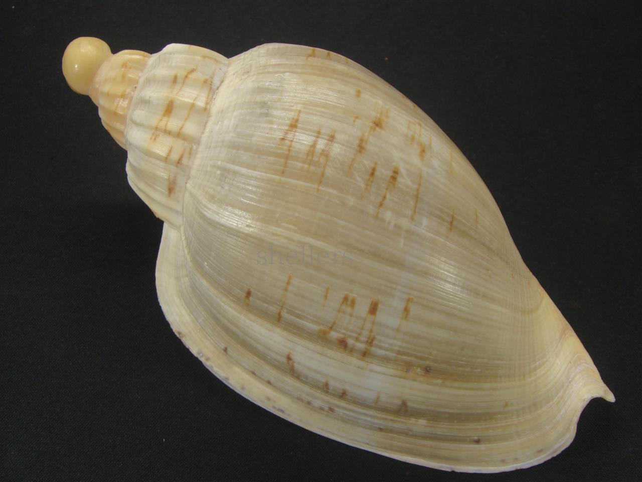 貝殻標本　ダンシャクボラ 貝殻標本ダンシャクボラ