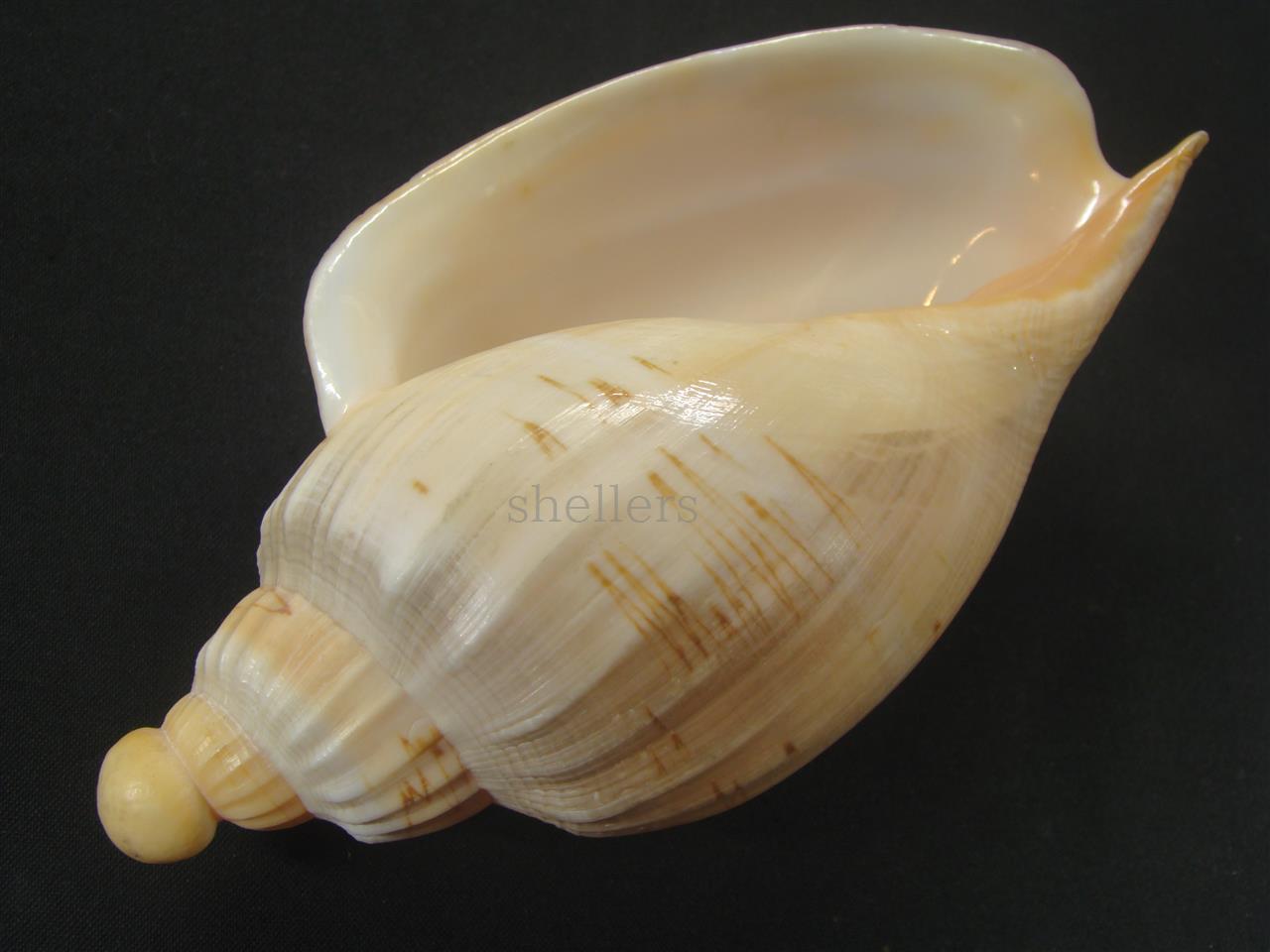 貝殻標本　ダンシャクボラ 貝殻標本 ダンシャクボラ 貝殻標本ダンシャクボラ