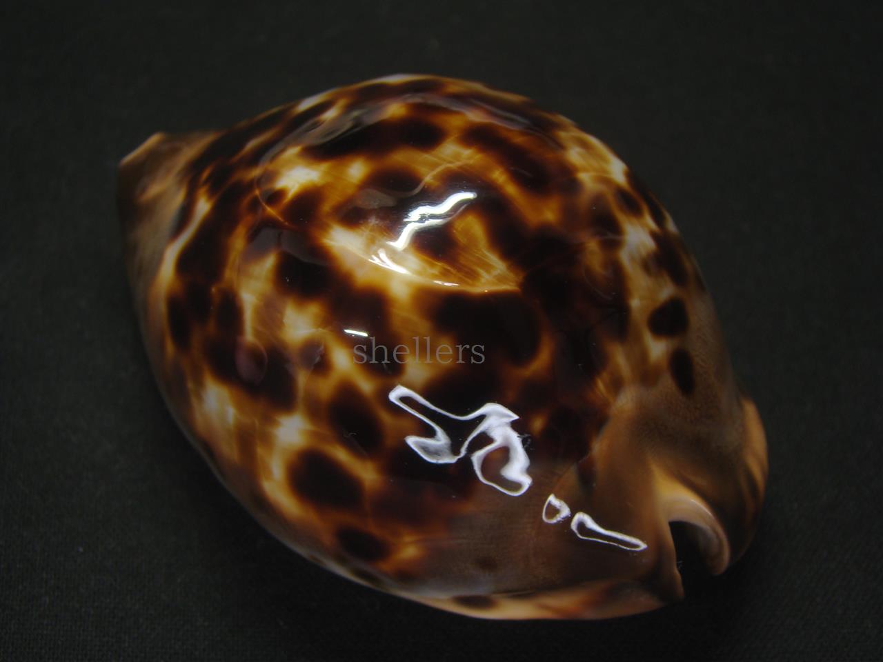 和也様専用コゲタケイトダカラ濃色 貝殻 標本 タカラガイ