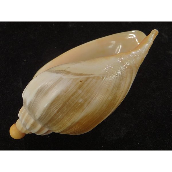 貝殻標本　ダンシャクボラ 貝殻標本 ダンシャクボラ